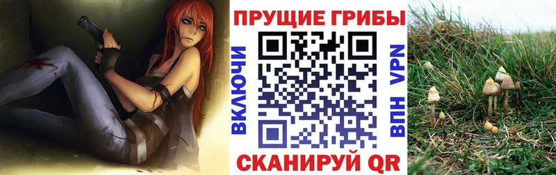 как найти закладки  Краснозаводск  Галлюциногенные грибы Psilocybe 